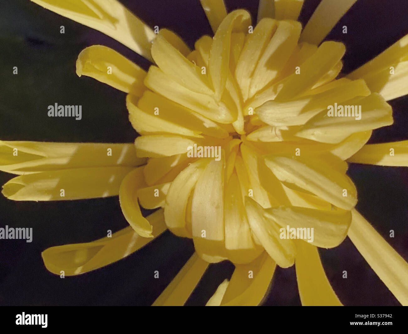 Sonnenschein wie Chrysanthemum Blume - Smartphone-aufgenommenes Stockfoto