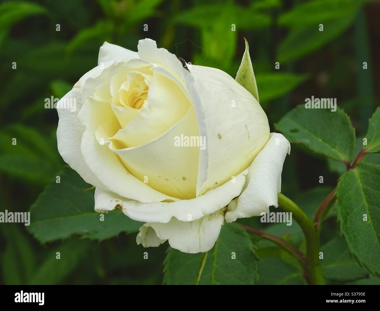 Einzelne weiße Rose Knospe im Frühsommer Stockfoto