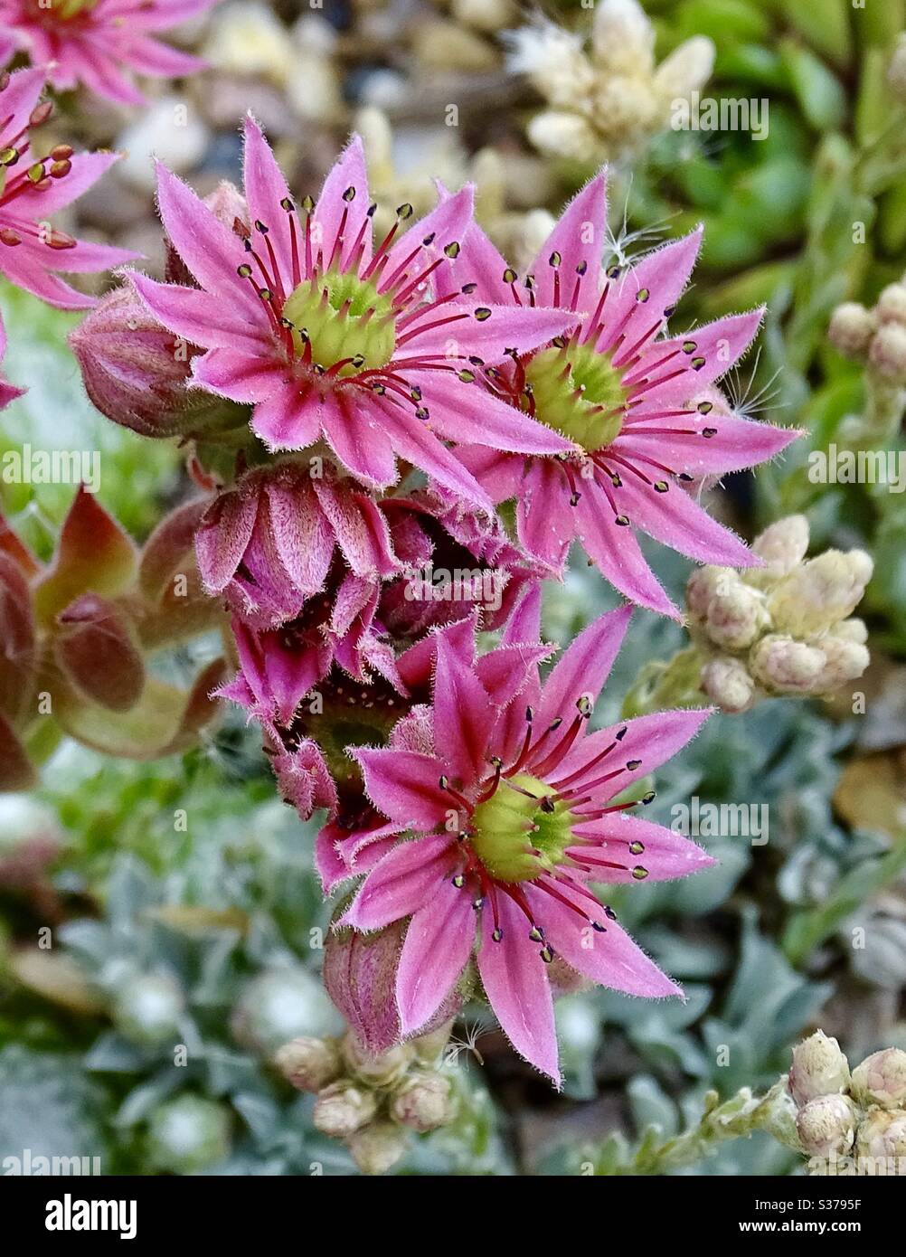 Schöne rosa sempervivum Blüten im Frühsommer Stockfoto