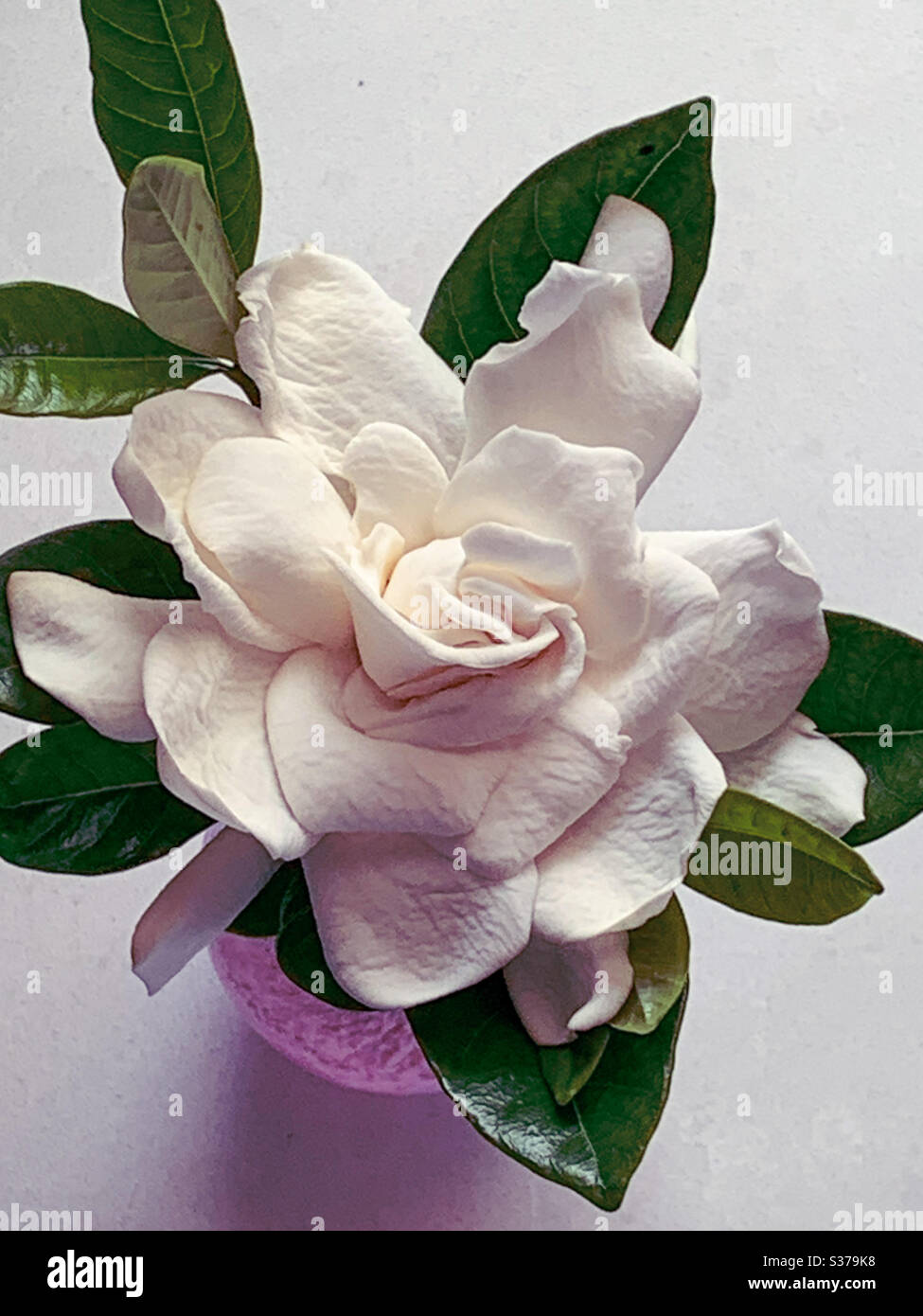 Blick hinunter auf eine schöne Gardenia Blume in einer Vase Von oben Stockfoto