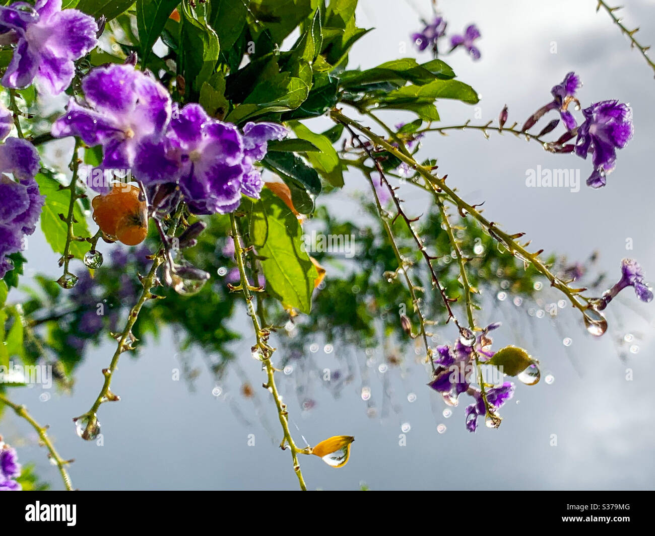 Nahaufnahme von Regentropfen auf violetten Blüten und grünen Blättern gegen grauen stürmischen Himmel - Smartphone-aufgenommenes Stockfoto