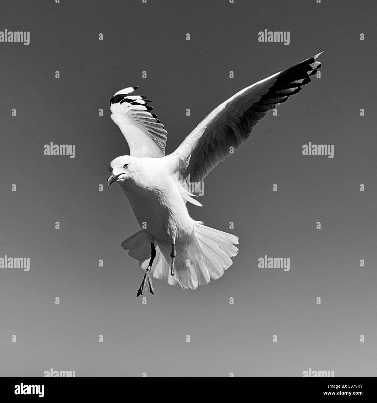 Action-Schuss Möwe flattern und schwebend in der Hoffnung auf einige Krümel oder einen Chip, in schwarz und weiß - Smartphone-aufgenommenes Stockfoto