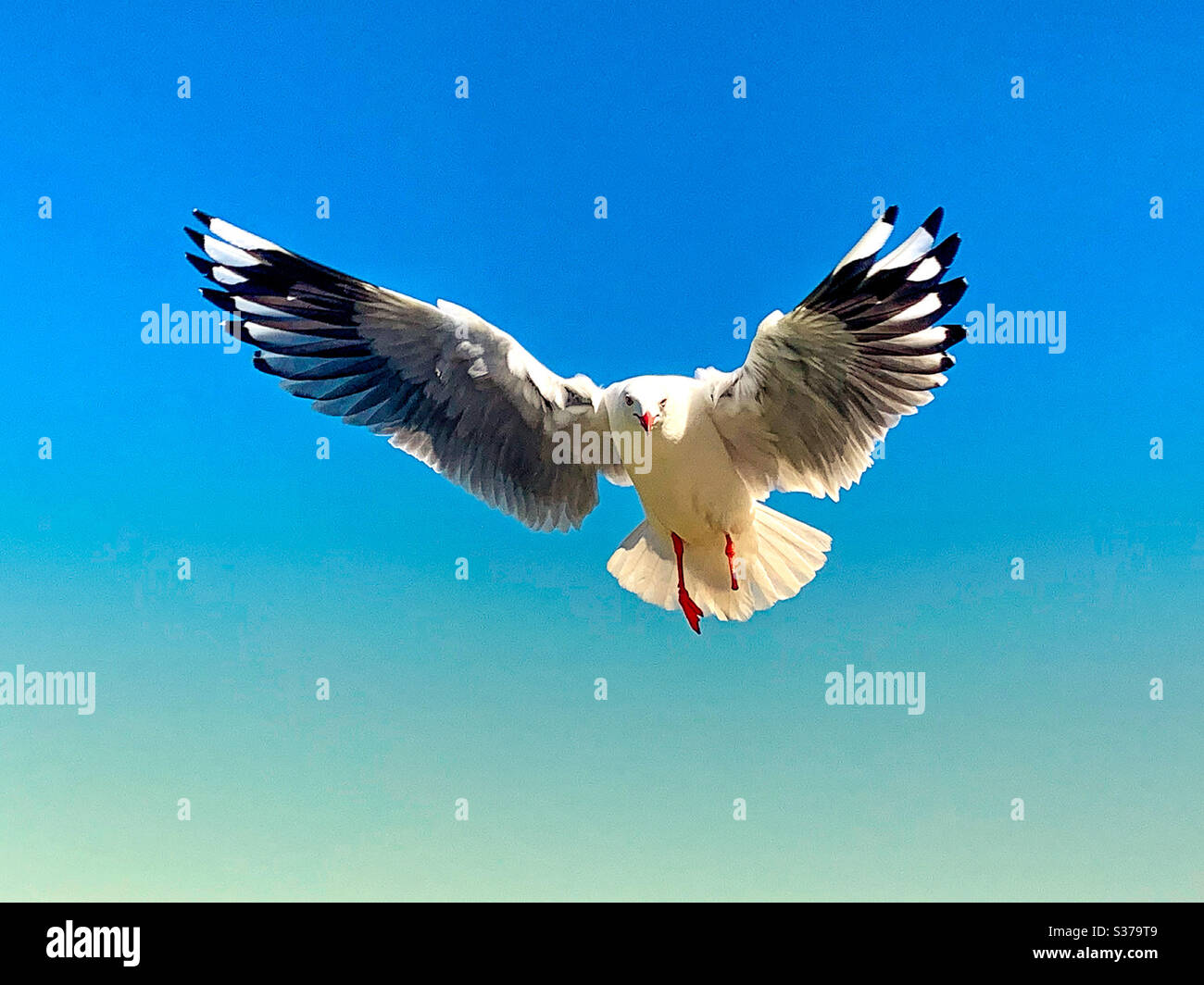 Schöne Möwe in Aktion mit ausgestreckten Flügeln und weit verbreitet Am blauen Himmel - Smartphone-aufgenommenes Stockfoto