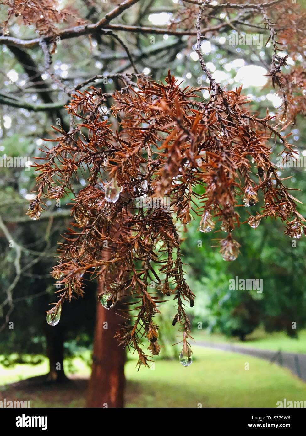 Regentropfen auf Baum-Blätter - Smartphone-aufgenommenes Stockfoto