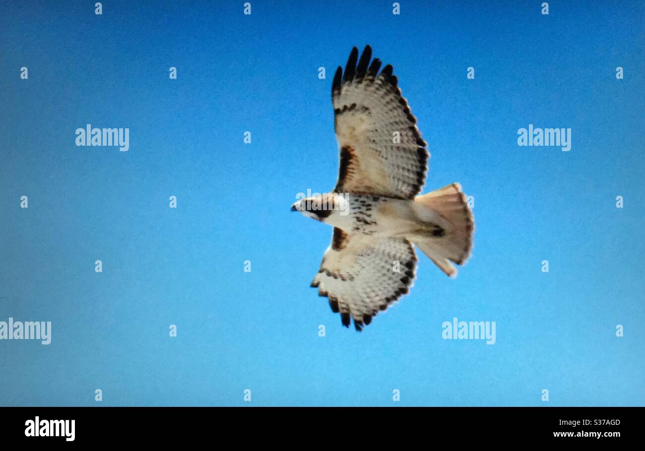 Rotschwanzhacklibke, Buteo jamaicensis, nordamerikanische Vögel, Vögel, nordamerikanische Vögel, Raubvögel, Wildtiere, Natur Stockfoto