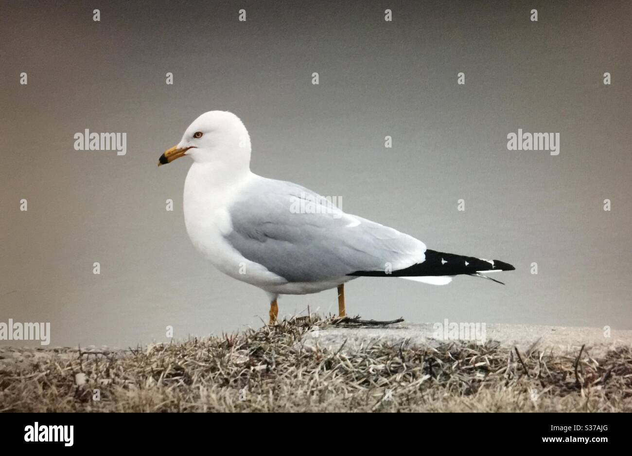 Vögel von Nordamerika, Ringschnabelmöwe, Larus delawarensis, Möwe, Möwe, Vogel, Wasservogel, Tierwelt, nordamerikanische Vögel, weiß, grau, Flug aggressiv. - Smartphone-aufgenommenes Stockfoto