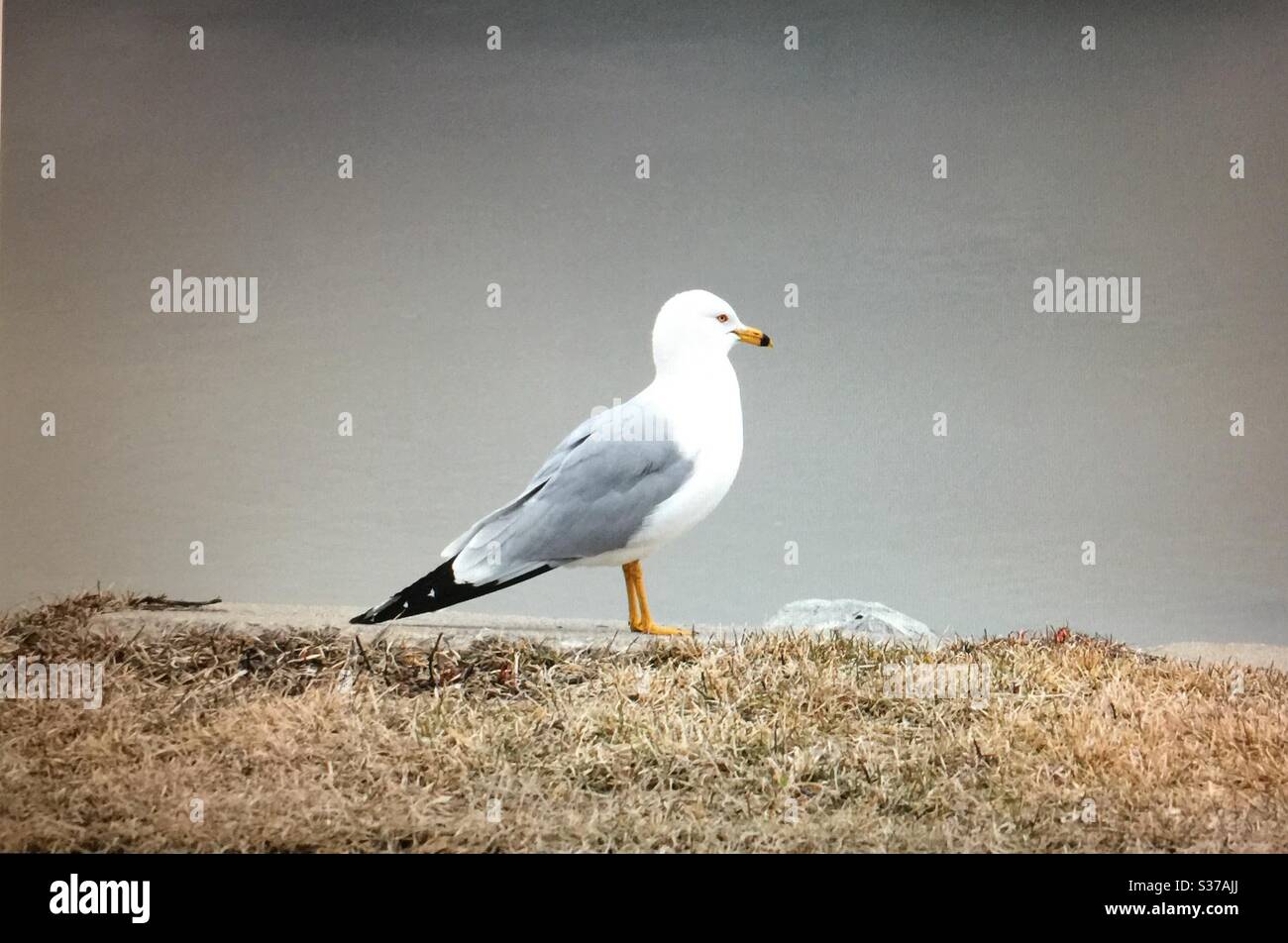 Vögel von Nordamerika, Ringschnabelmöwe, Larus delawarensis, Möwe, Möwe, Vogel, Wasservogel, Tierwelt, nordamerikanische Vögel, weiß, grau, Flug aggressiv. - Smartphone-aufgenommenes Stockfoto