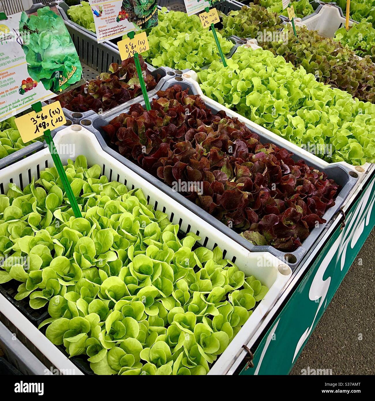 Salatpflanzen zum Verkauf auf dem Blumenmarkt in Tours, Frankreich. - Smartphone-aufgenommenes Stockfoto