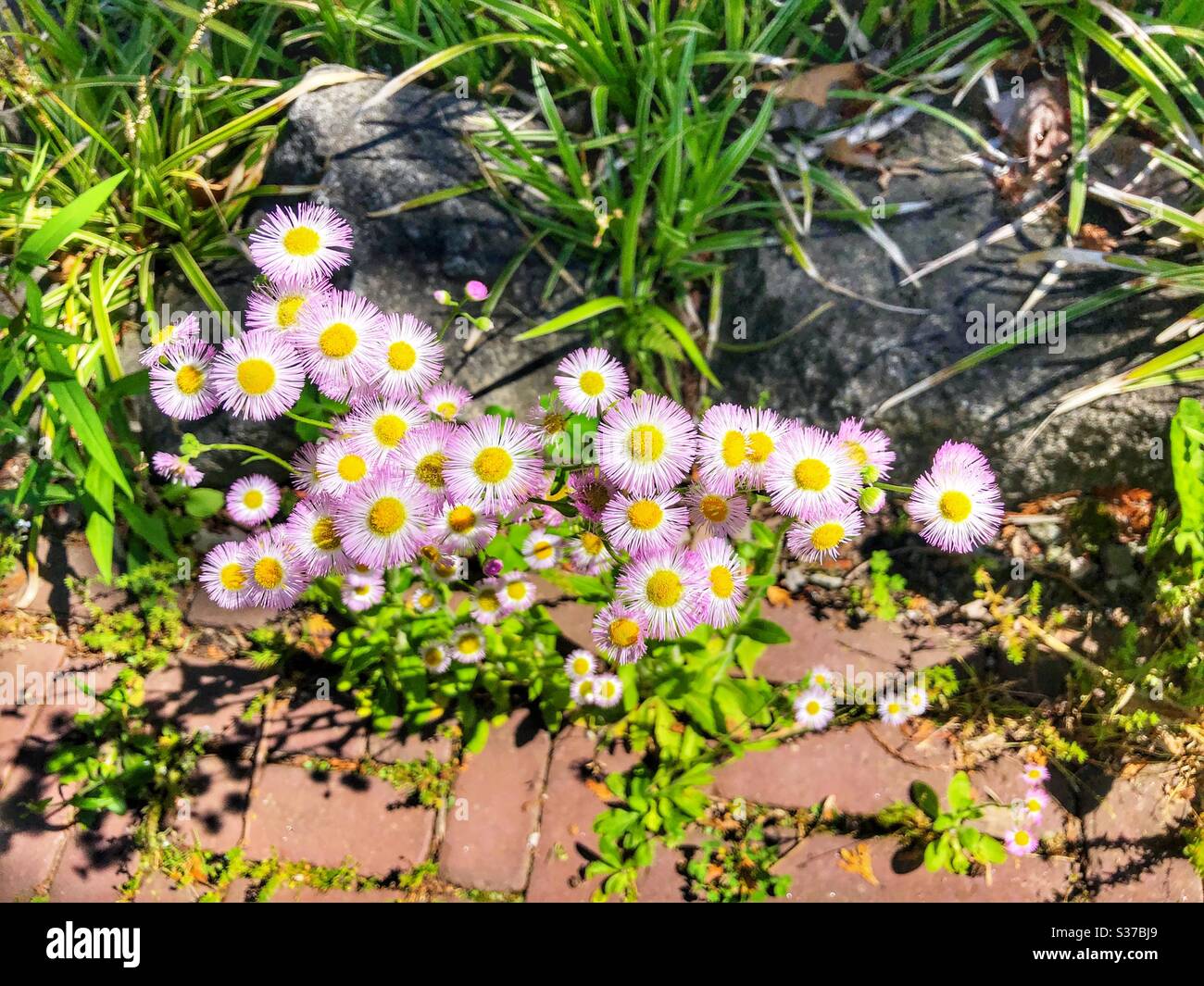 Eine Gruppe von kleinen zarten Blüten. Stockfoto