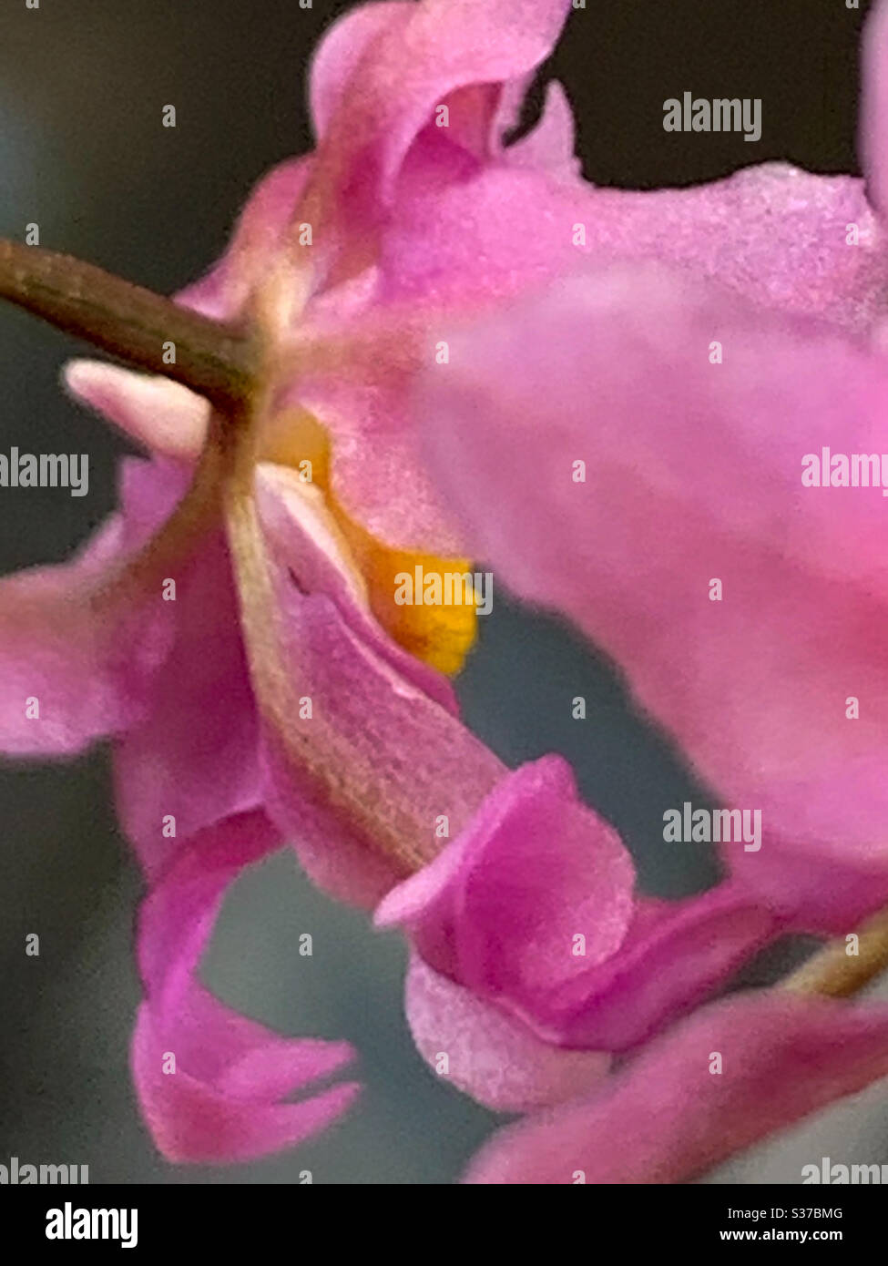 Makro von hinten von einer Rosa Oncidium ‘Twinkle’ Orchideen - Smartphone-aufgenommenes Stockfoto