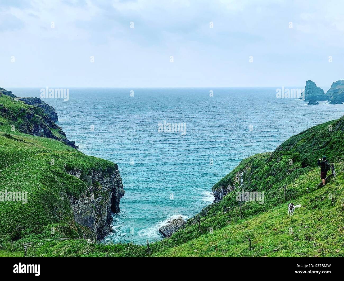 Wunderschönes Bossiney, Cornwall mit einem wilden und freien Laufhund und nichts als Meer und zerklüfteter Küste. Stockfoto