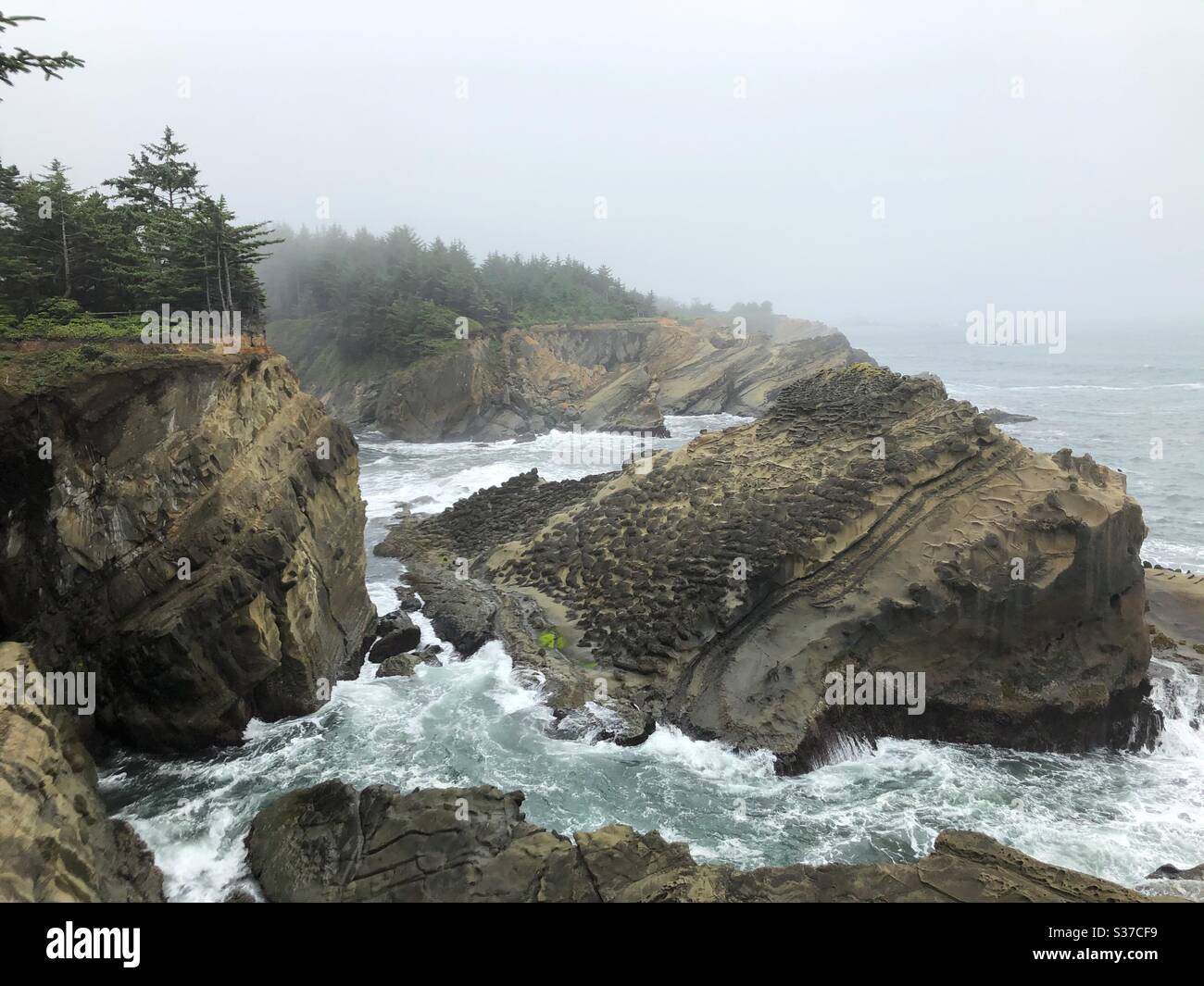 Rocky Shore am Shore Acres State Park in Oregon, USA. Stockfoto