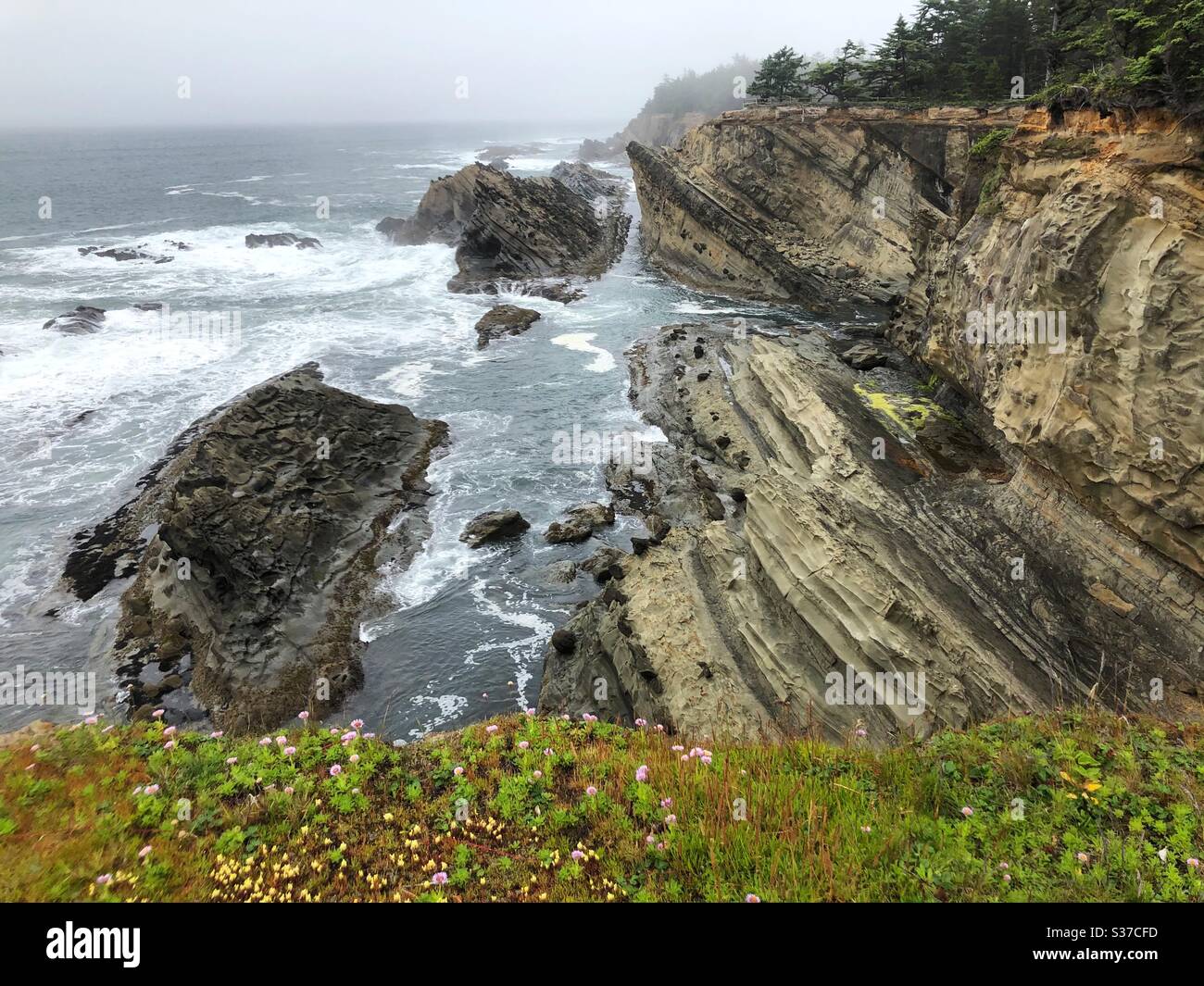 Felsige Küste im Shore Acres State Park in Oregon, USA. Stockfoto