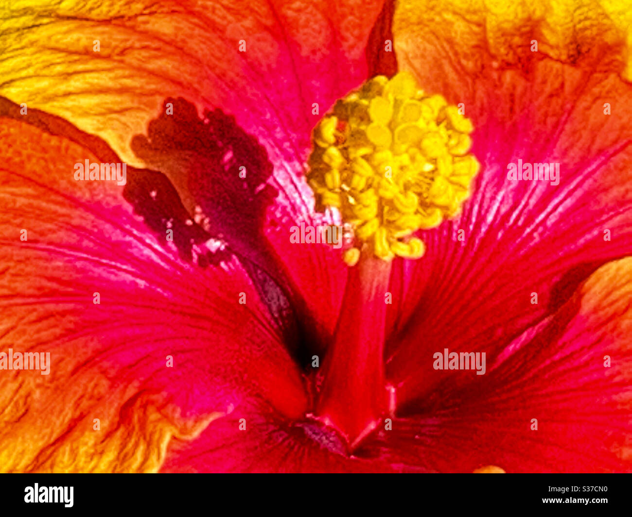 Zentrale Staubgefäße einer hellen und leuchtend gefärbten rot-rosa-gelben und orangen Hibiskusblüte - Smartphone-aufgenommenes Stockfoto