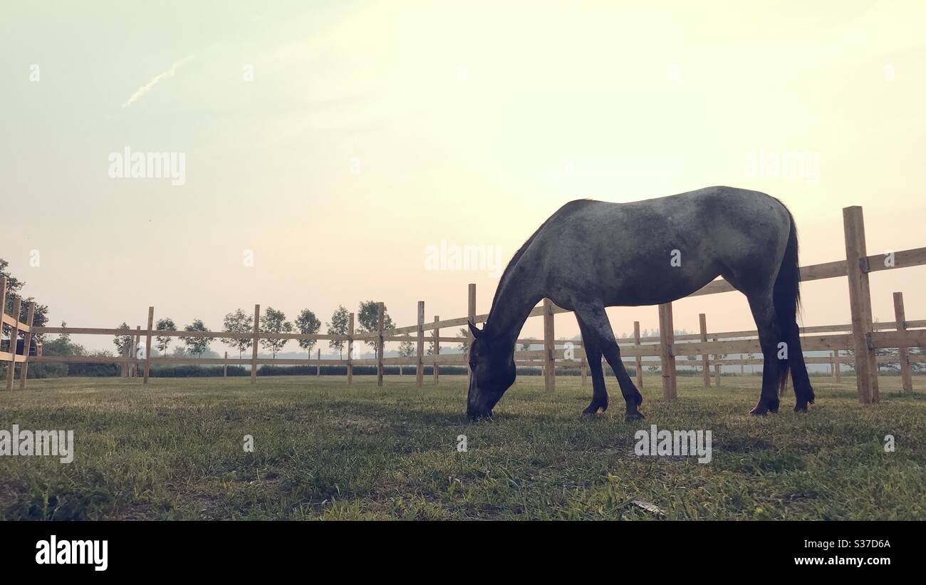 Ein Pferd, das am Ende des Tages auf einem Feld grast Stockfoto