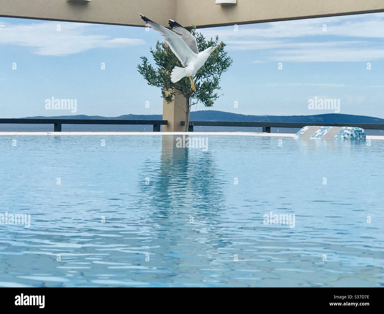 Eine Möwe aus einem Pool im Hotel Dioklecijan in Split, Kroatien - Smartphone-aufgenommenes Stockfoto