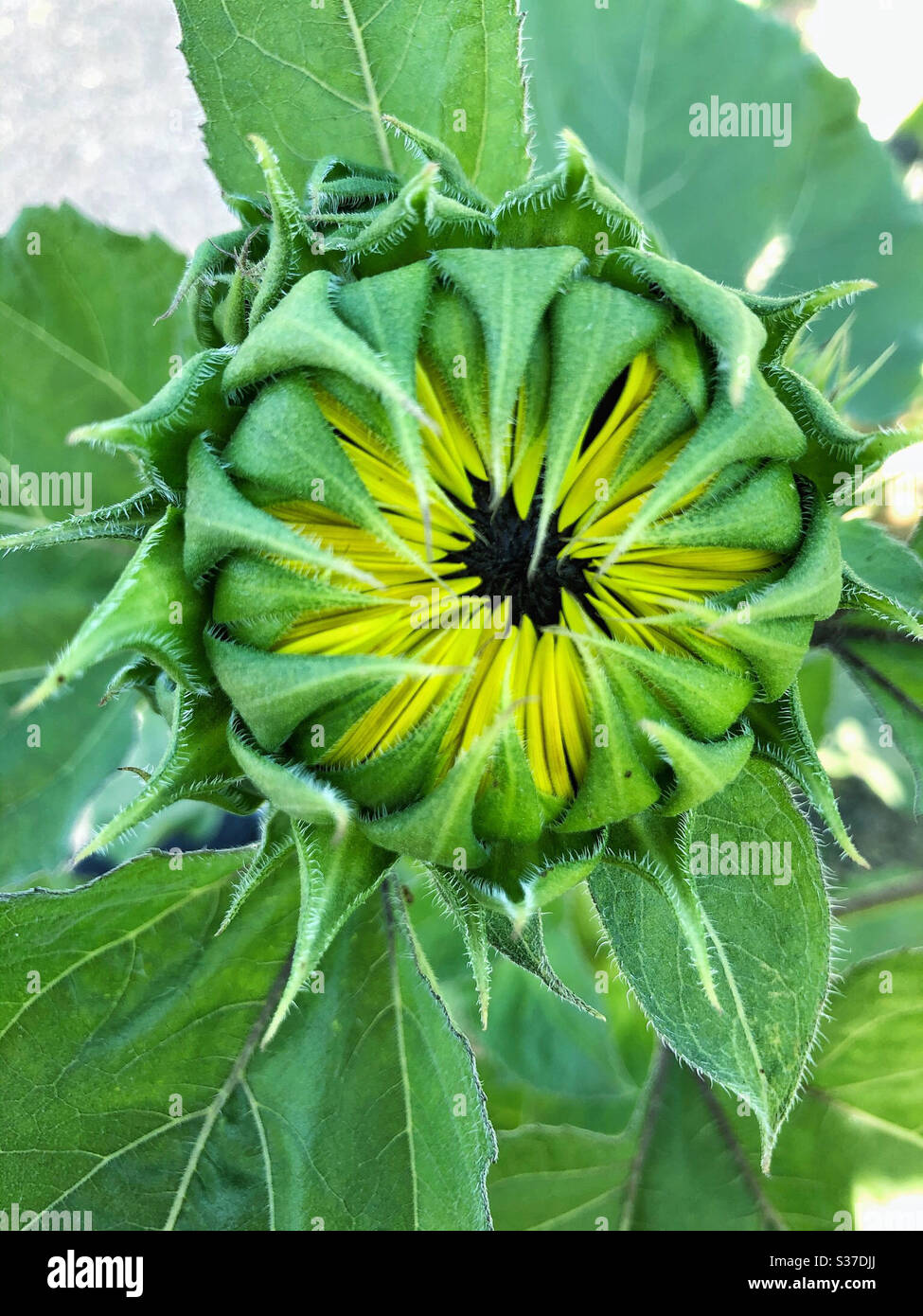Sonnenblume in Knospe Stadium, bereit, in der Sommersaison später in Blüte zu platzen, versteckt zwischen ihm kühlen grünen Blättern - Smartphone-aufgenommenes Stockfoto