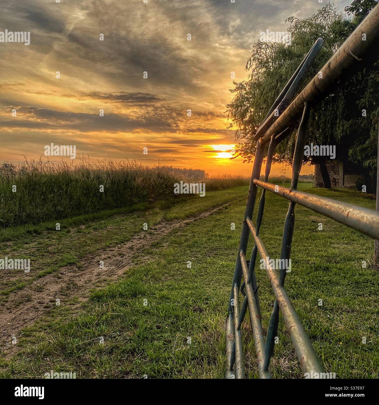 Offenes Farmtor führt zu Pfad und Sonnenuntergang Stockfoto