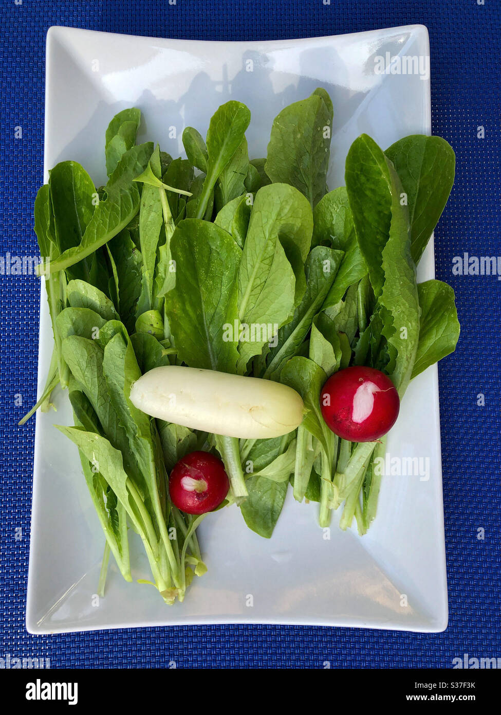 Frische Garten angebaut Radieschen und Baby-Salat Stockfoto