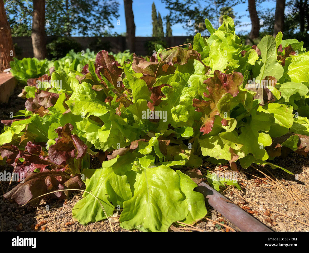 Roter und grüner Blattsalat wächst in einem Garten - Smartphone-aufgenommenes Stockfoto