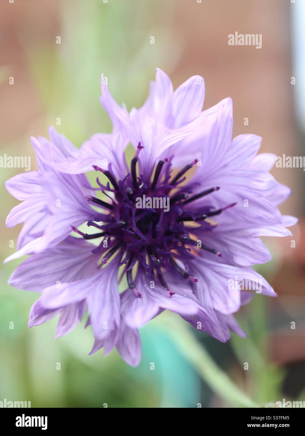Wandblume in Blüte Stockfoto