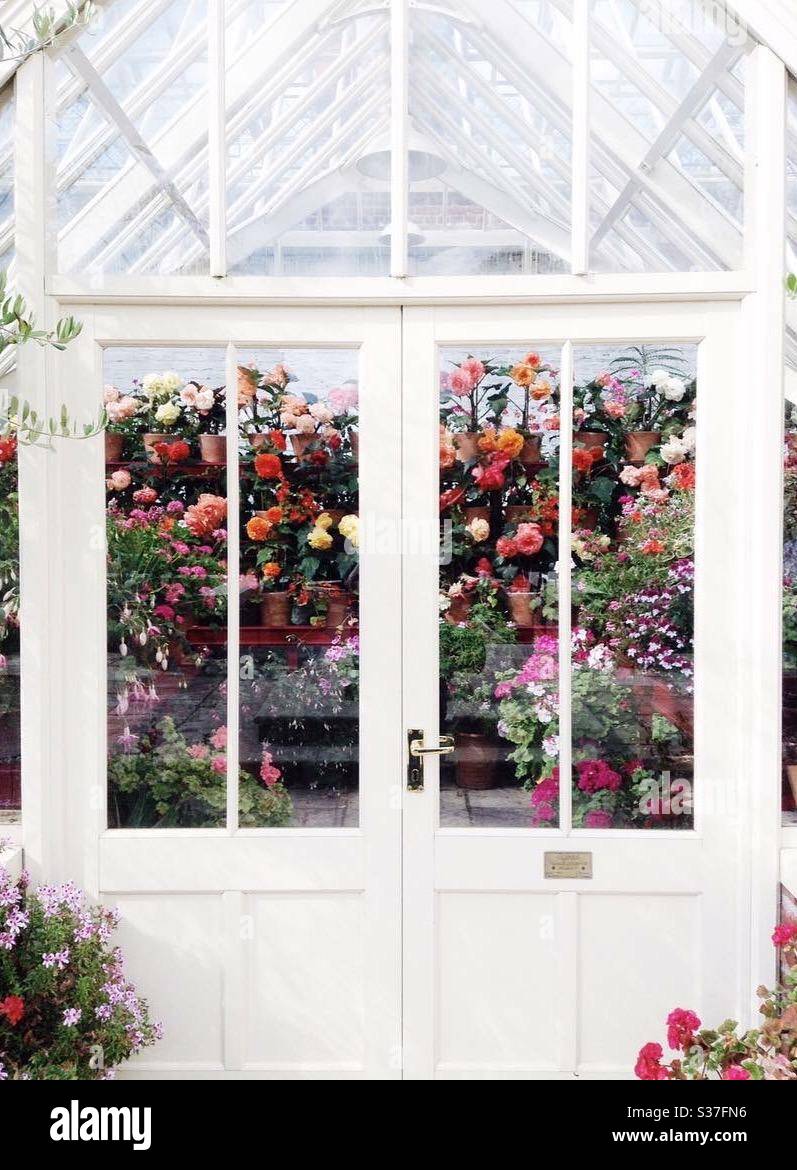 Gewächshaus voller farbenfroher Rosen hinter verschlossenen Türen. Stockfoto