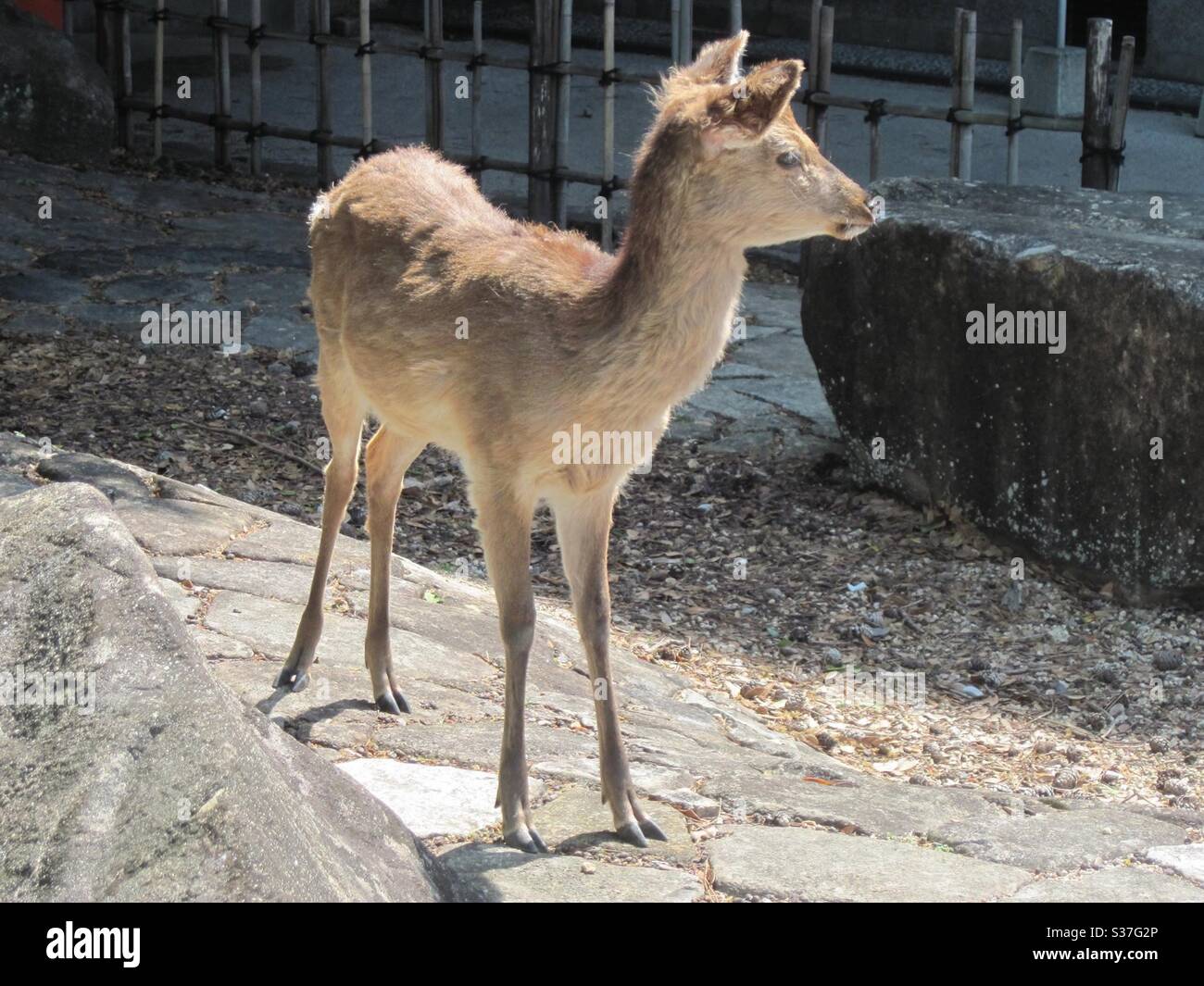 Japanischer Hirsch in Miyajima Stockfoto