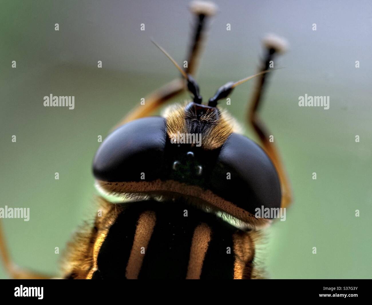 Hoverfly Makrofoto mit Details in zusammengesetzten Augen Stockfoto