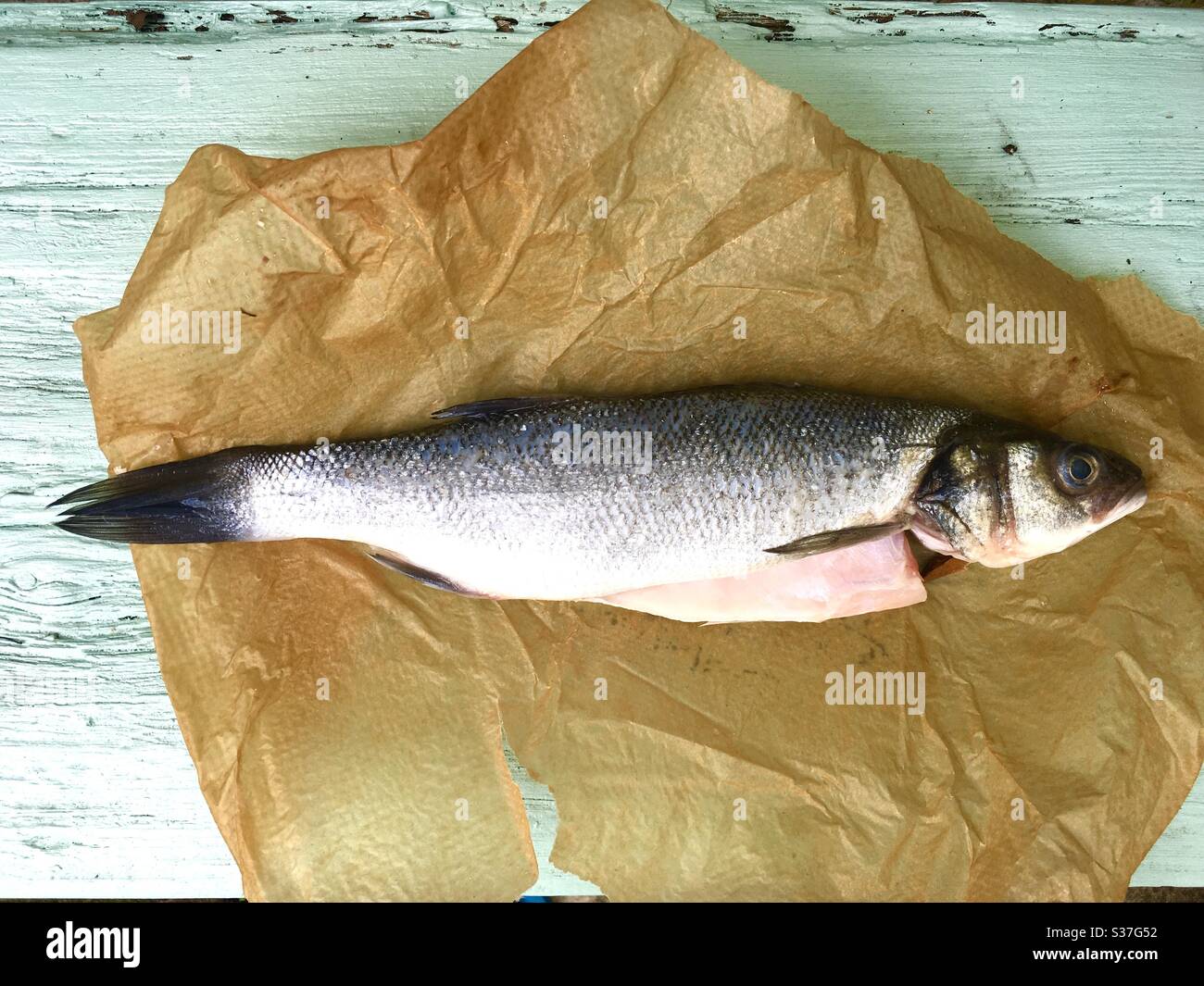 Wolfsbarsch Fisch Stockfoto