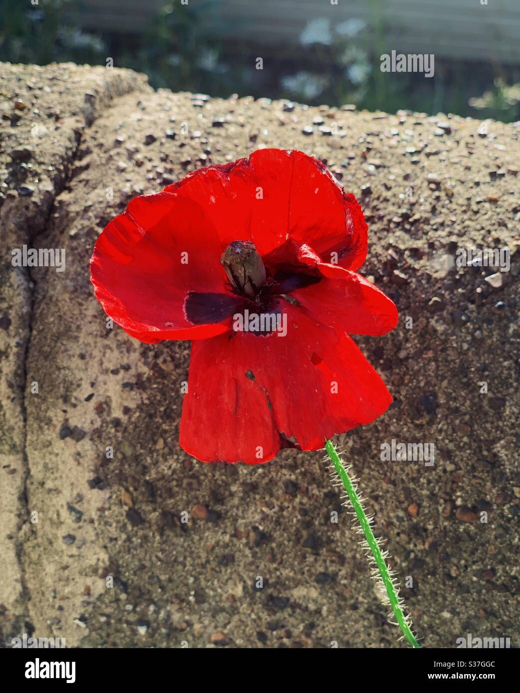 Ein Mohn, der in einer Gartenmauer wächst - Smartphone-aufgenommenes Stockfoto