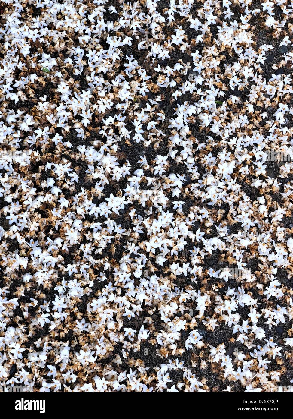 Fallende kleine weiße Blumen auf den Boden Stockfoto