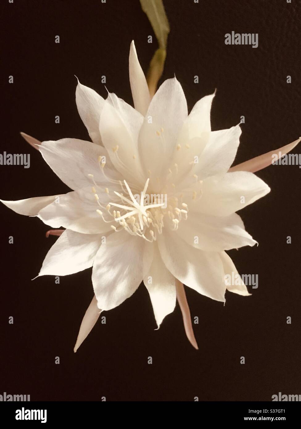 Nishagandhi weiße Blume mit Blick auf die Kamera, Holländerpfeife Blume, Epiphyllum Oxypetalum , Königin der Nacht, blühte Kakteen Orchidee in meinem Garten Stockfoto