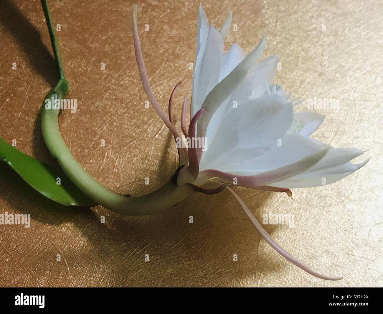 Nishagandhi weiße Blume mit bronzefarbenem Hintergrund, Holländer Pfeifenblume, Epiphyllum Oxypetalum, Königin der Nacht, Kakteen Orchidee Stockfoto