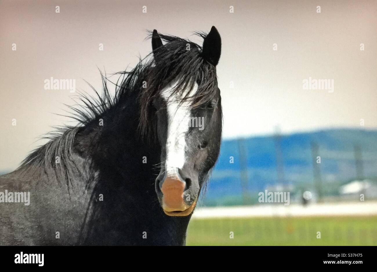 Schwarzes Pferd, schwer, Zugluft, Arbeit, reiten , Pferd, Auenland, leistungsstark, stark, Stockfoto