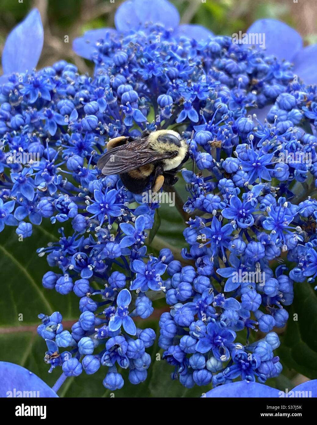 Hummel auf den Knospen einer blauen Hortensienblüte Stockfoto