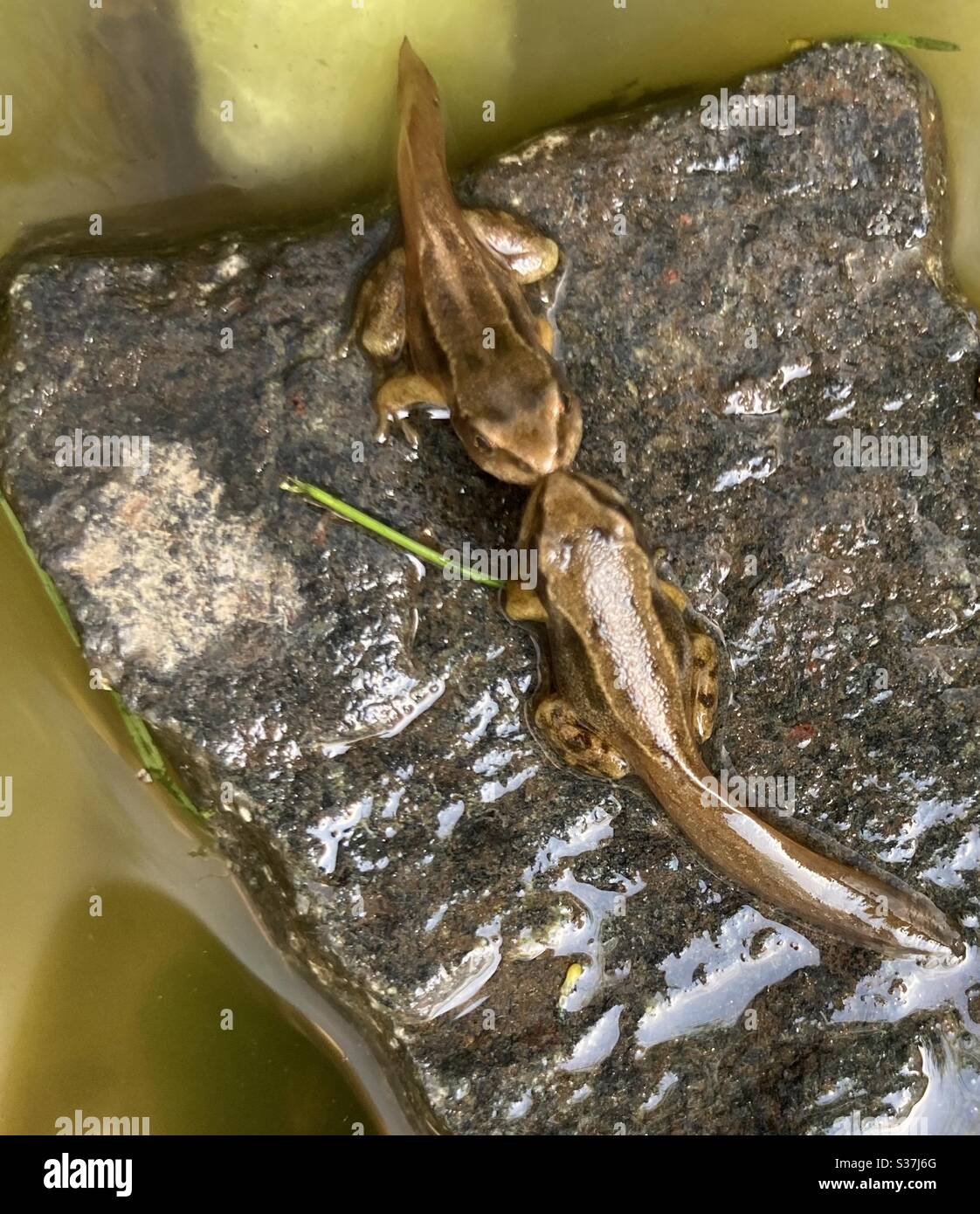 Zwei Froglets ‘küssen’ Stockfoto