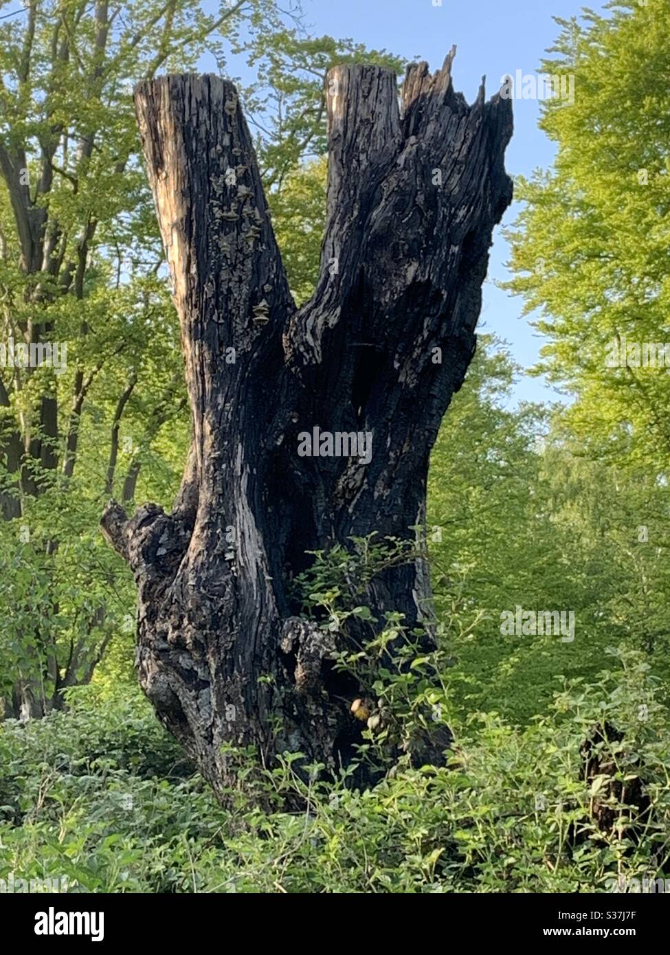 Baumstomp Epping Forest Stockfoto