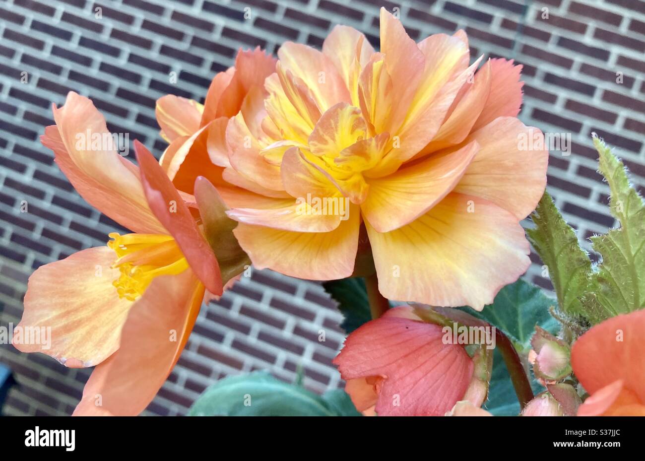 Orangefarbene Begonie Stockfoto