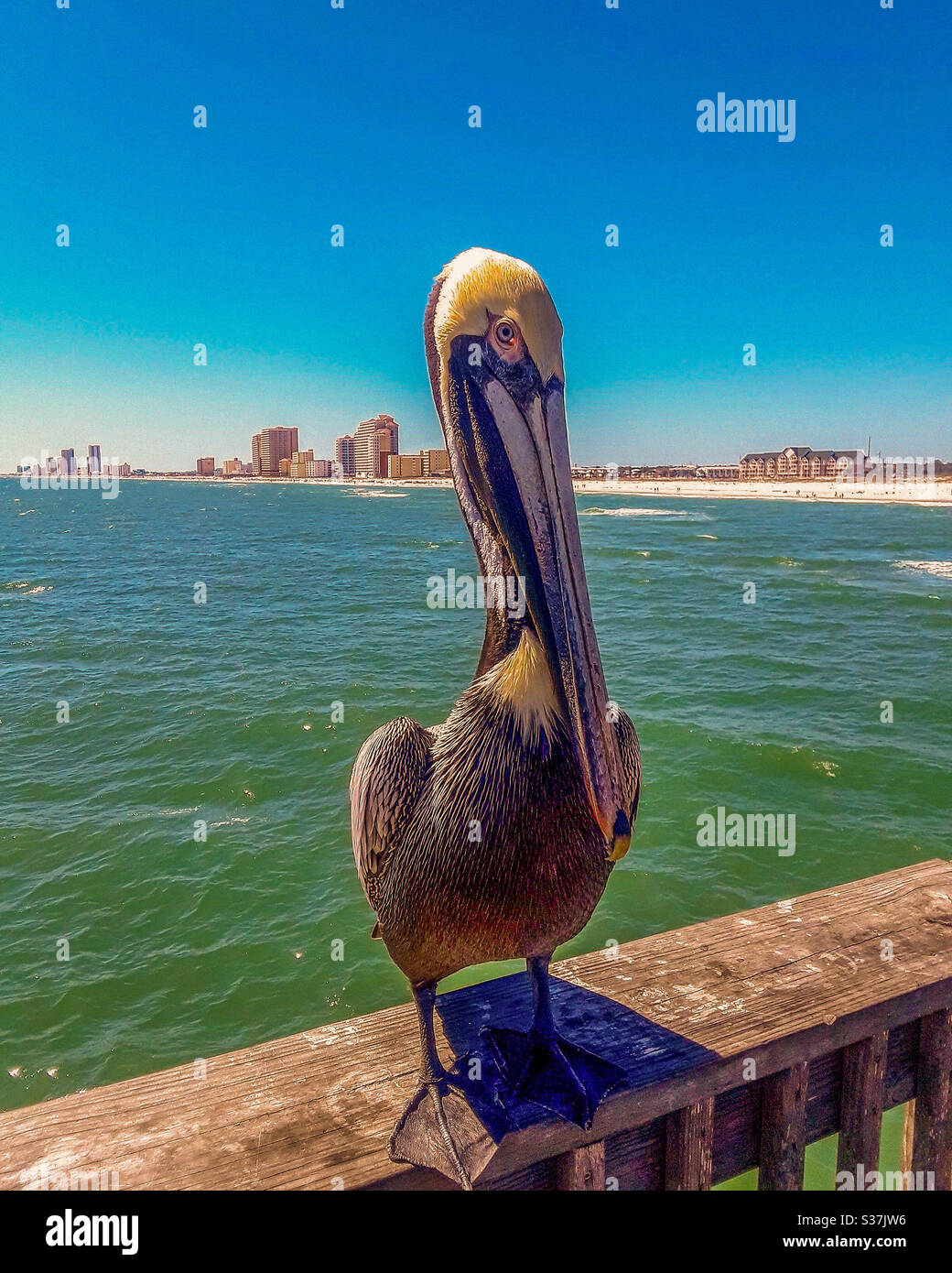 Fotogenes Pelican am Gulf Shores Pier Stockfoto