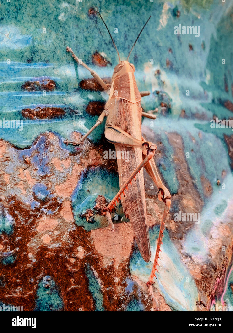 Grasshopper Blending Stockfoto