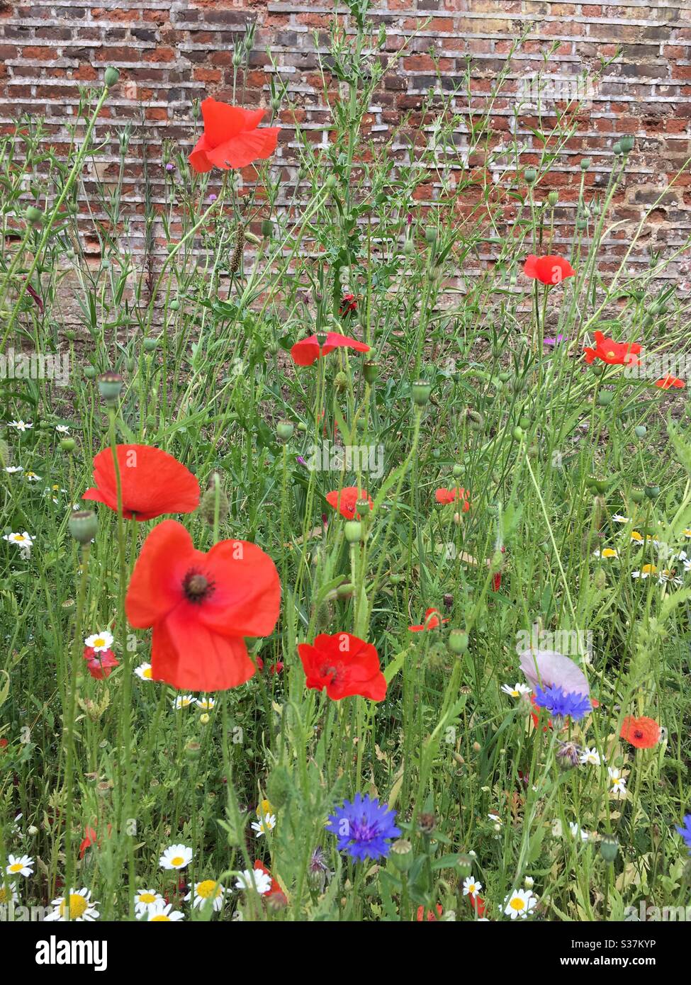 Mohnblumen und Wildblumen gegen die Ziegelmauer - Smartphone-aufgenommenes Stockfoto