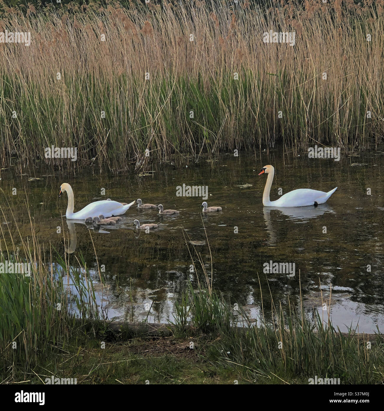 Schwäne in einem See im Herrington Country Park Stockfoto