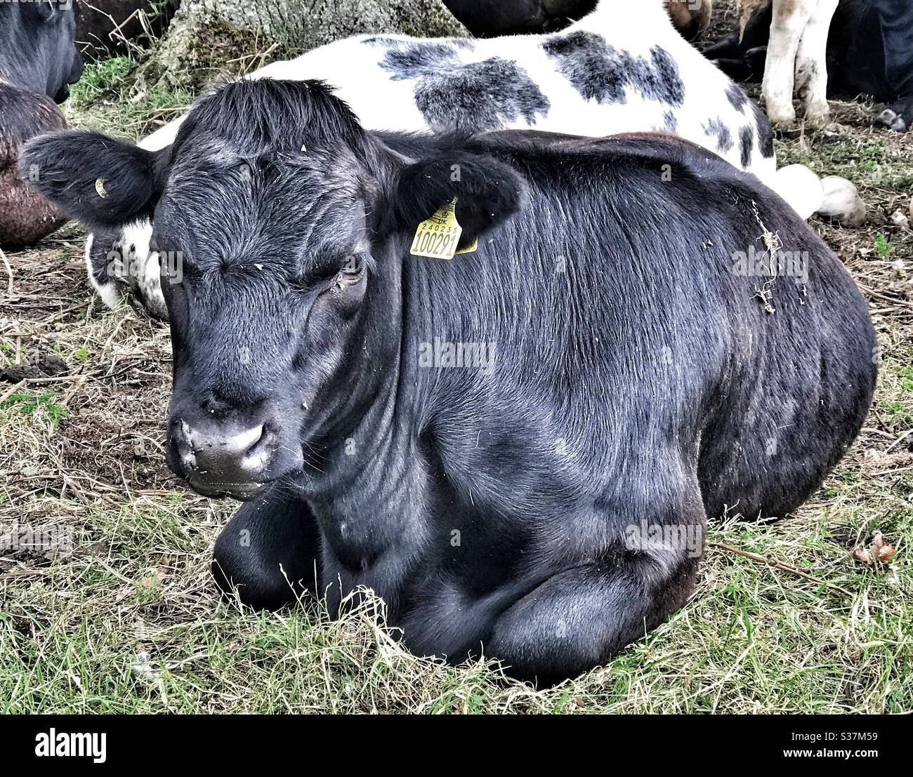 Schwarze Kuh legt sich auf ein Feld Stockfoto