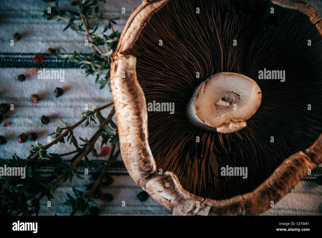 Portobello-Pilze Stockfoto