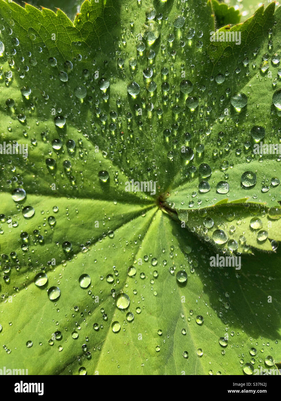 Wassertropfen auf einem sonnenbeschienenen Blatt. Stockfoto