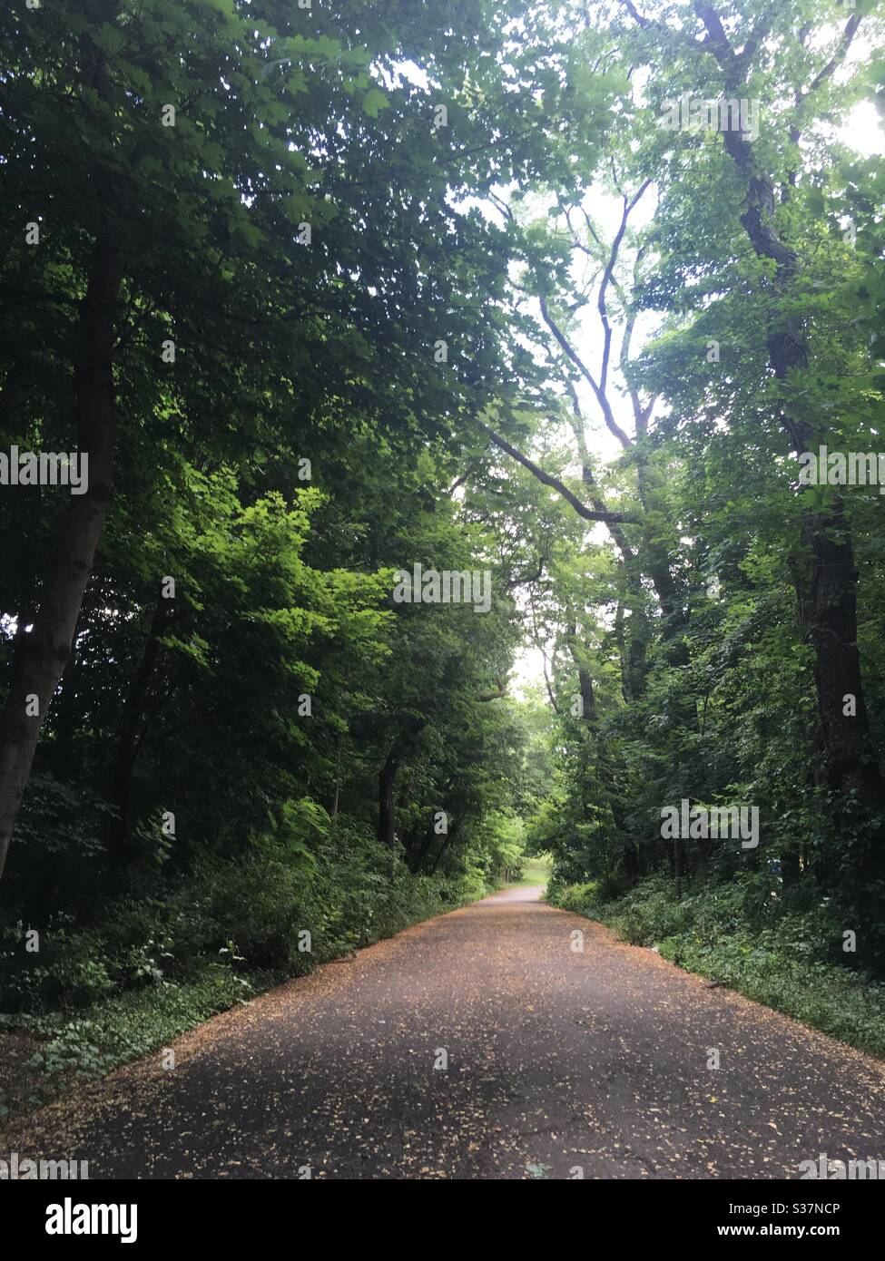 Ein Spaziergang im Wald Stockfoto