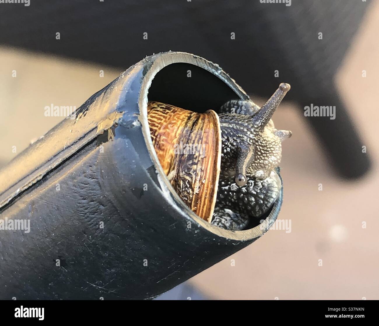 Schnecke blockiert die Düse einer Gießkanne Stockfoto