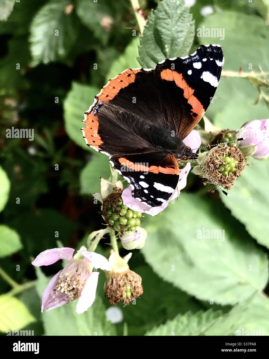 Roter Admiral auf einer schwarzen Beerenblume Stockfoto