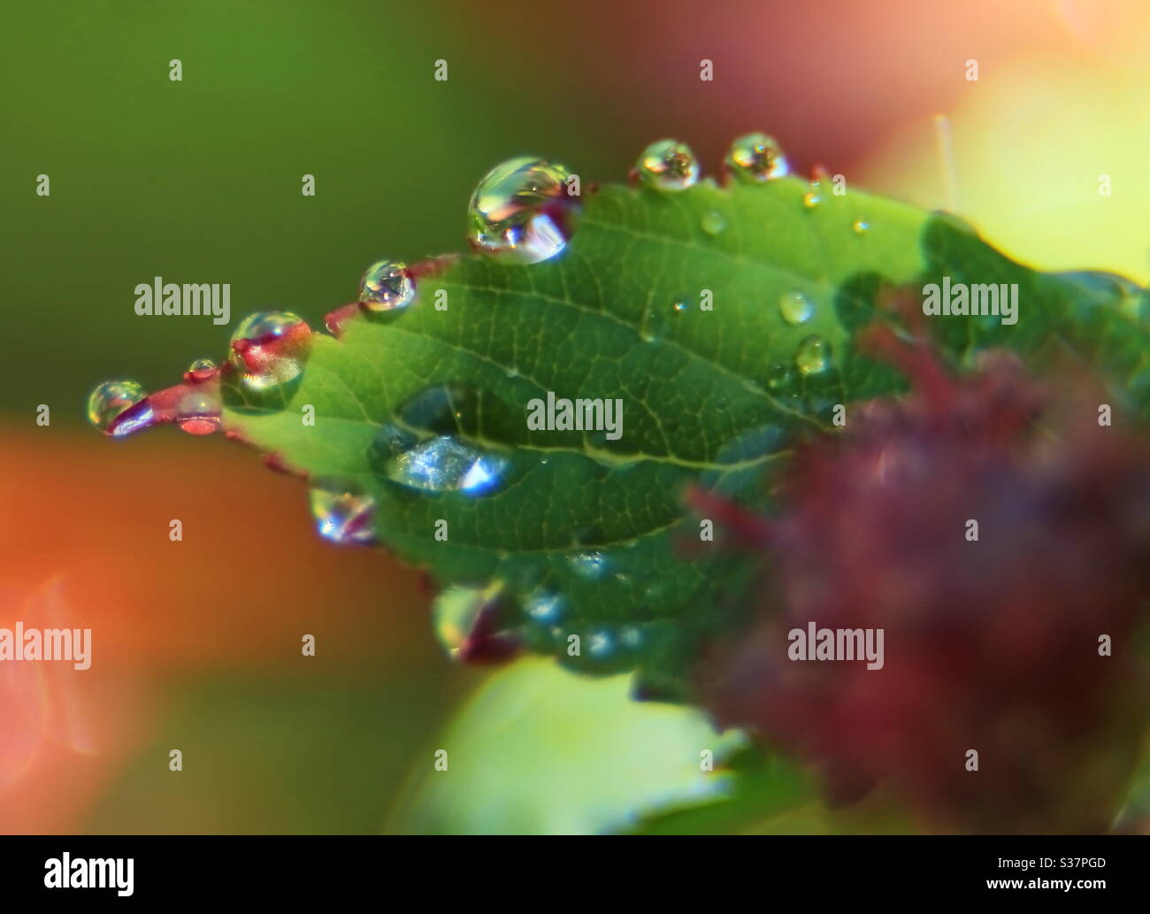 Makrofotografie – Tröpfchen auf Blättern Stockfoto