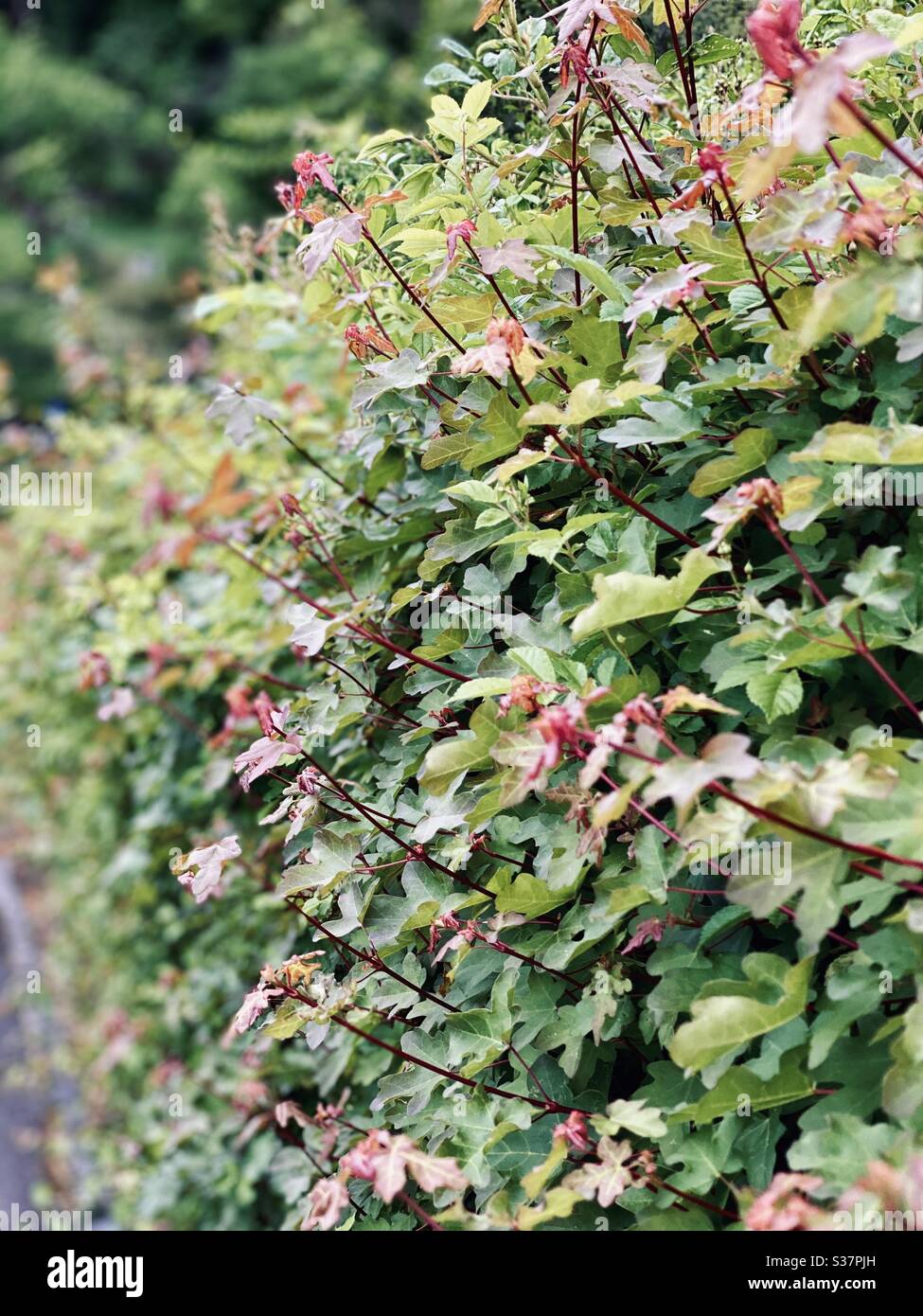 Frühling in Deutschland, Blumen und Bäume Stockfoto